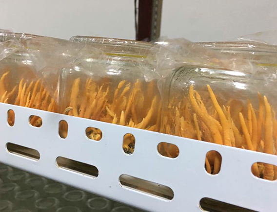 蛹蟲(chóng)草鮮品